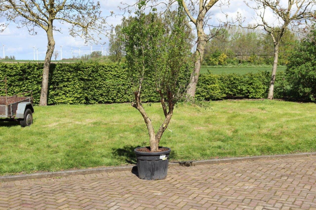 Pomegranate tree Punica 2.5m New (Margin)