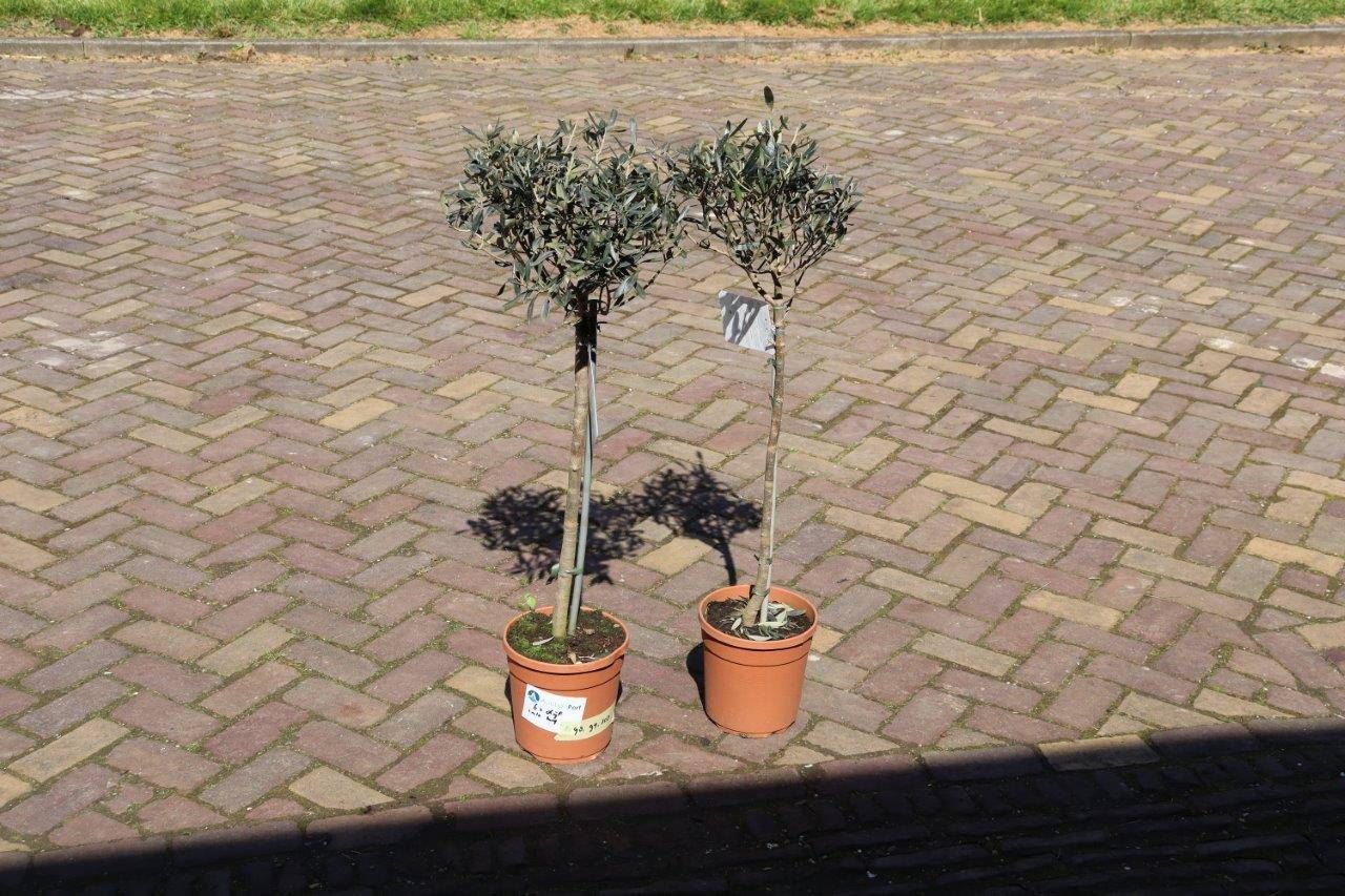 Olive trees 2 pieces 1.00m New (Margin)