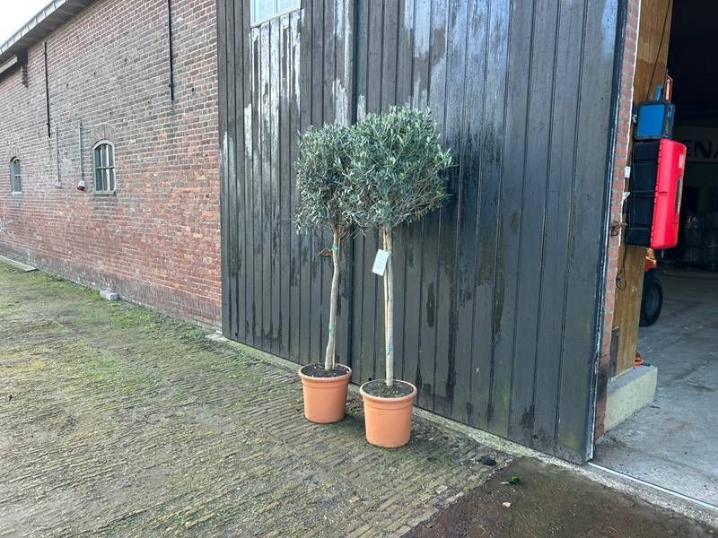 Olive trees Europaea 2 pieces (Margin)