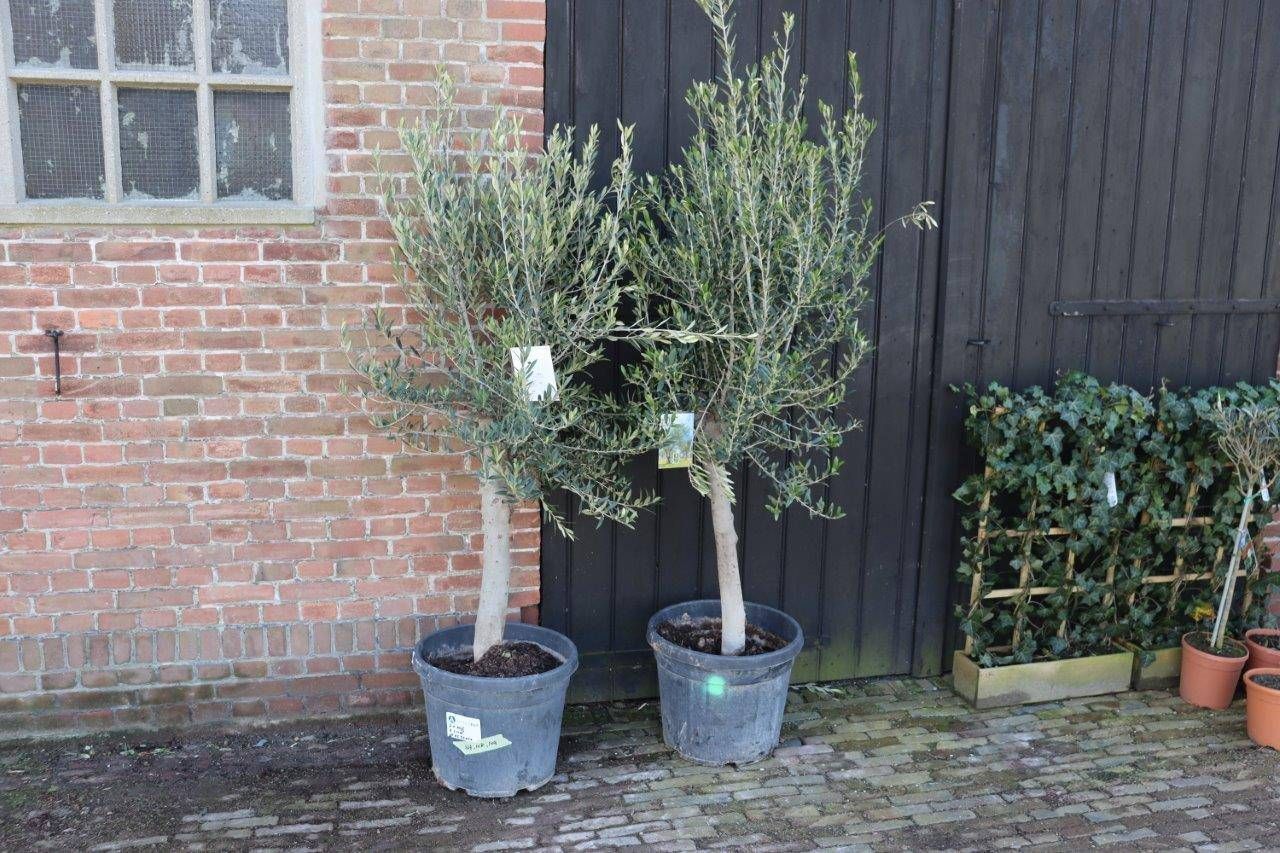 Olive trees 2 pieces 2.00m New (Margin)