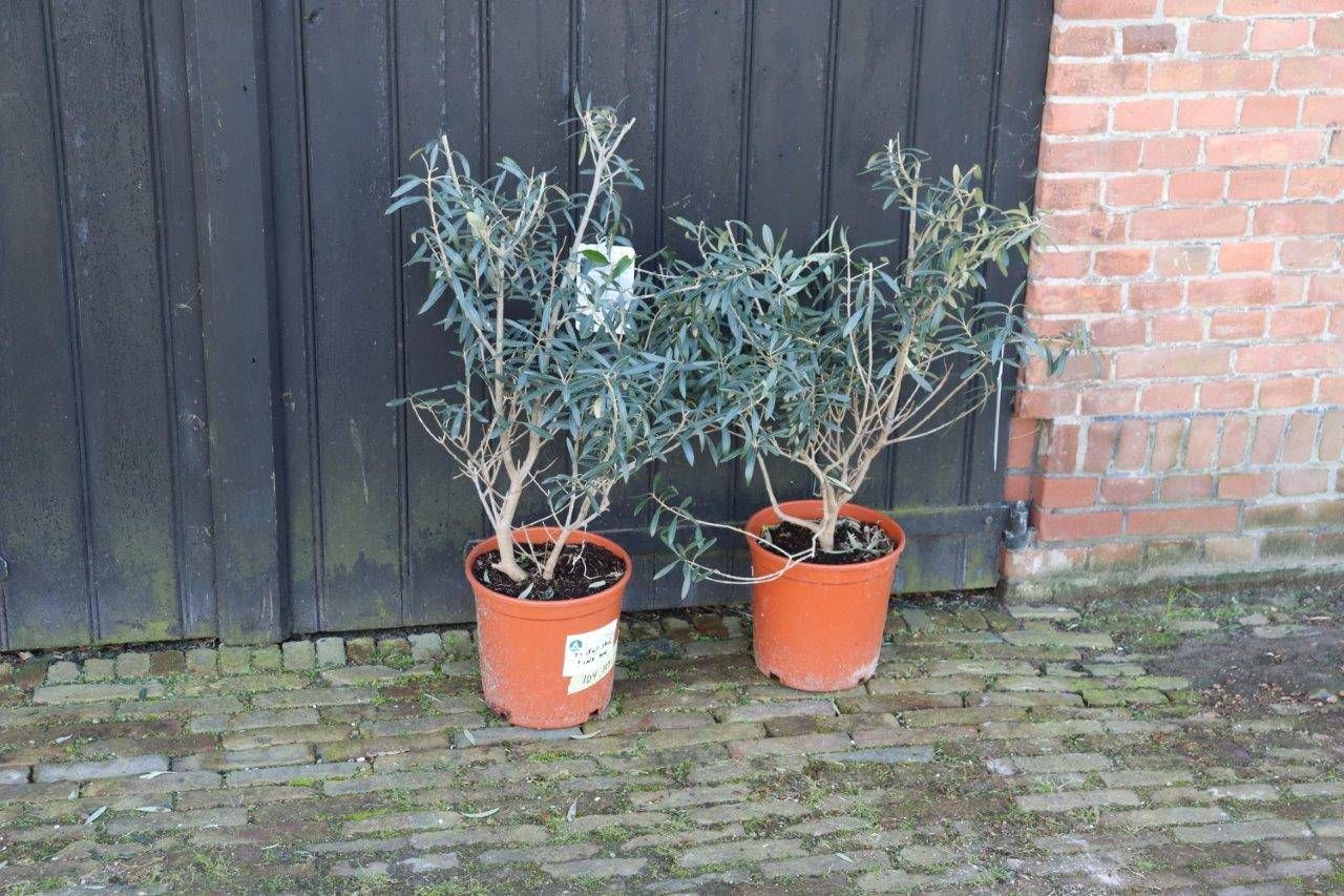 Olive trees 2 pieces 1.00m New (Margin)