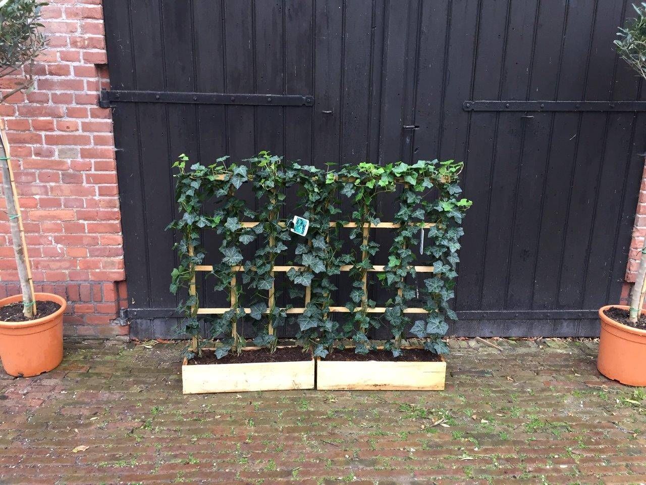 Plant in container 2 pieces New (Margin)