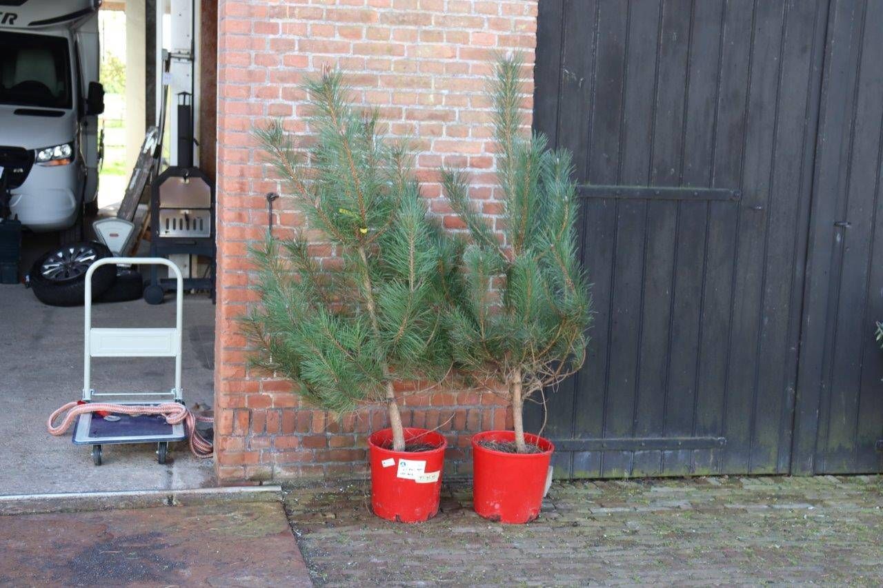 Pine trees 2 pieces 1.80m New (Margin)