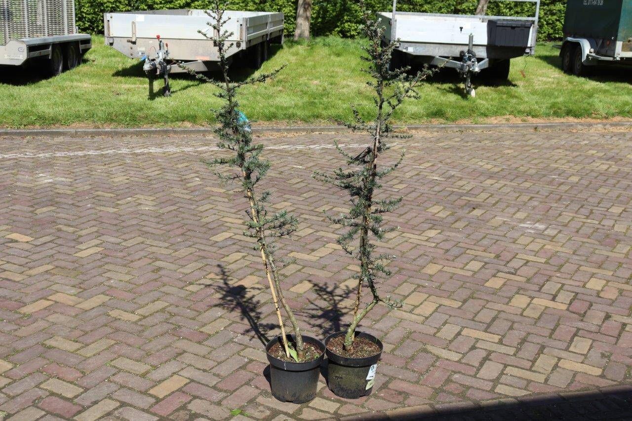 Cedrus Glauca Trees 2 pieces 1.50m New (Margin)