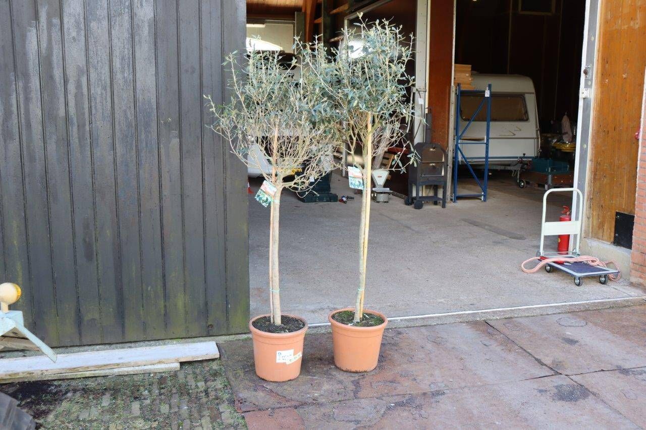 Olive trees 2 pieces 1.8m New (Margin)