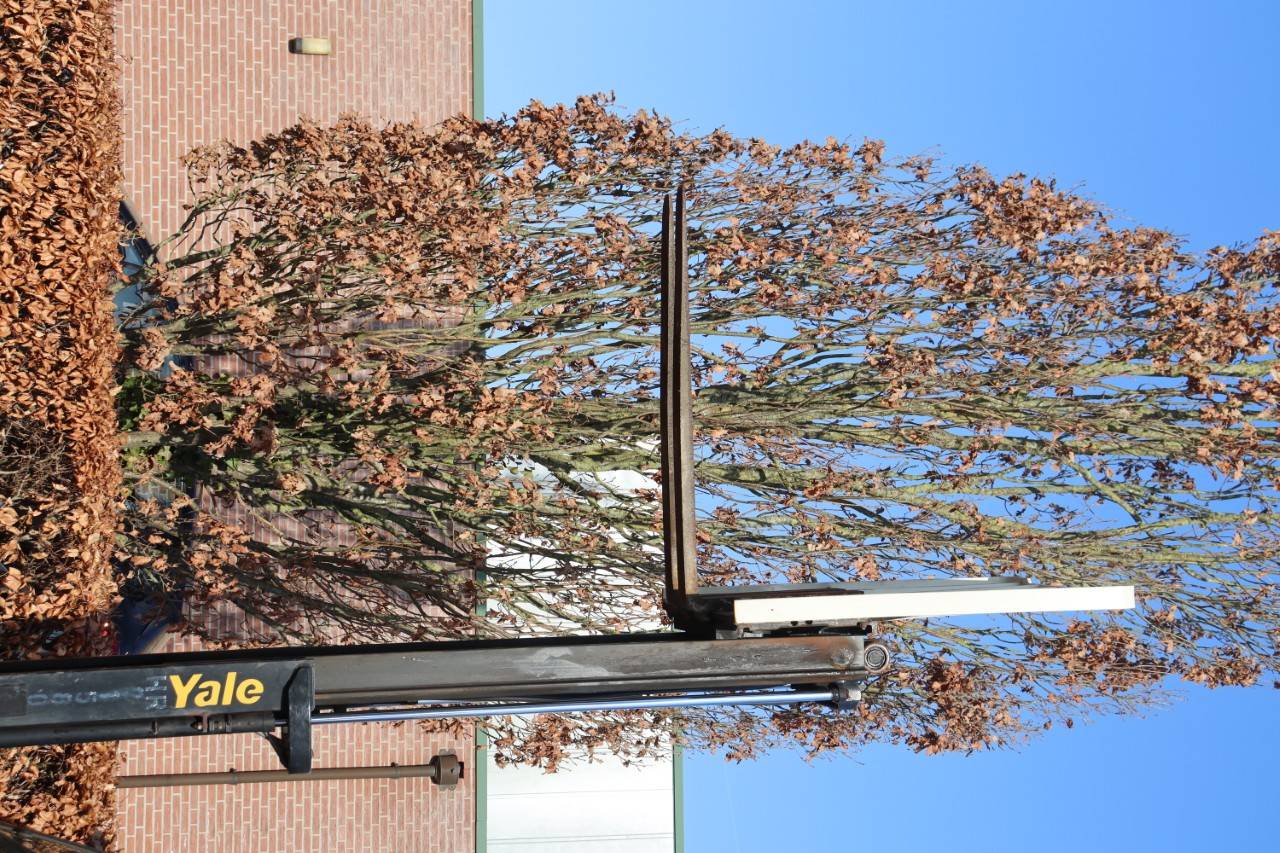 image of the lot